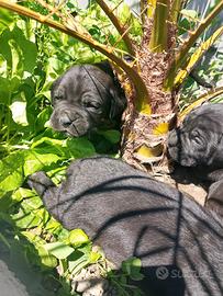 Cuccioli di cane corso