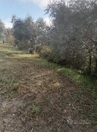 Terreno uliveto