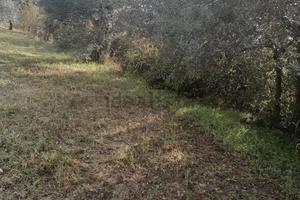 Terreno uliveto