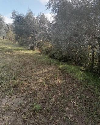 Terreno uliveto