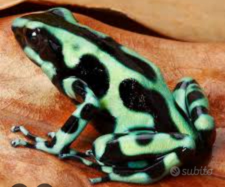 Dendrobates auratus green rana freccia verde nera