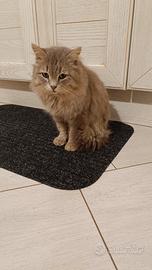 Gattino adulto stupendo dolcissimo e coccolone