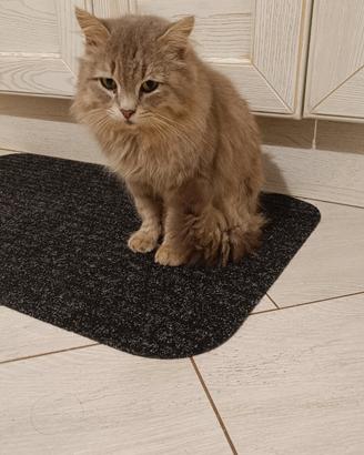 Gattino adulto stupendo dolcissimo e coccolone