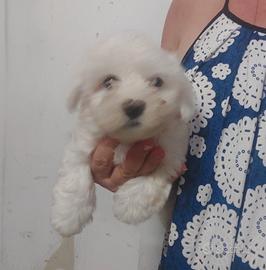 Cucciolo maschietto
