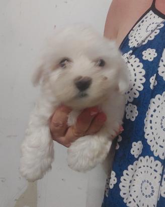 Cucciolo maschietto