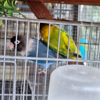 Pappagalli inseparabili