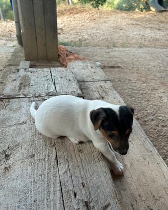 Cuccioli jack russel