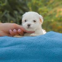 Cucciolo di razza Maltese