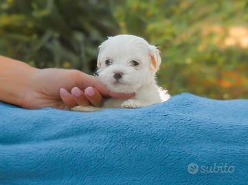 Cucciolo di razza Maltese