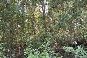 Bosco ceduo Portoferraio