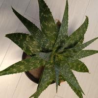 pianta aloe Vera 