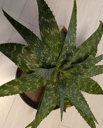 pianta aloe Vera 