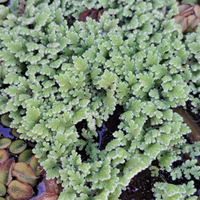 Azolla caroliniana pianta acquatica galleggiante