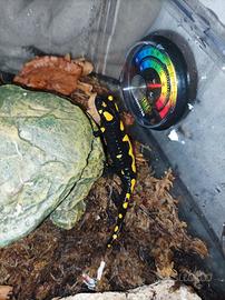 Salamandra pezzata
