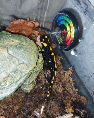 Salamandra pezzata