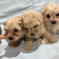 Maltipoo albicocca