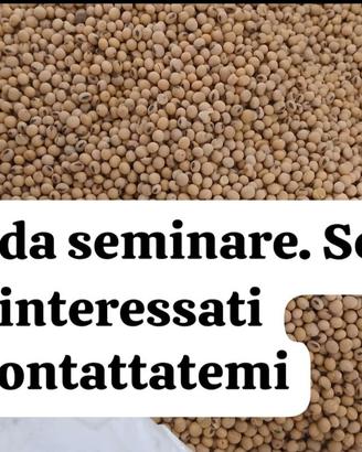 Soia da seminare