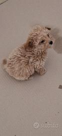 Maltipoo paga in 12 rate