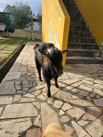 Capro adulto tibetano