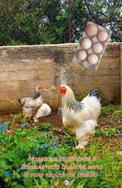 Galline bramha bianco columbia