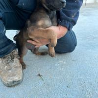 Cuccioli pastore belga malinois