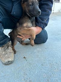 Cuccioli pastore belga malinois