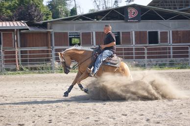 Palomino quarter horse reining o barrel