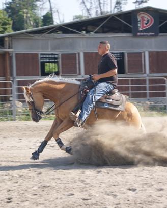 Palomino quarter horse reining o barrel