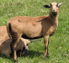 Coppia pecore del Camerun