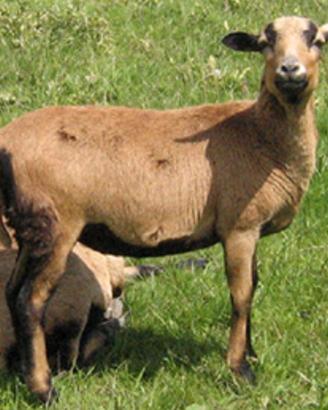 Coppia pecore del Camerun