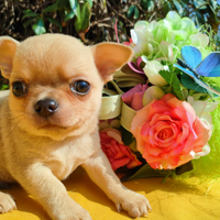 Chihuahua cuccioli pronti per Natale