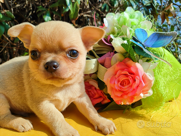 Chihuahua cuccioli pronti per Natale