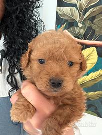 Barboncini toy e minitoy