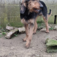 Cane da cinghiale - incrocio grifobleu/segugio ita