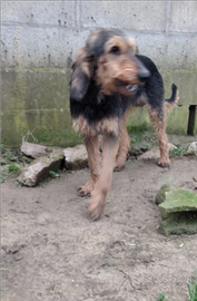 Cane da cinghiale - incrocio grifobleu/segugio ita