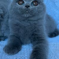 Gatto Schottish Fold cuccioli