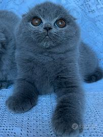 Gatto Schottish Fold cuccioli