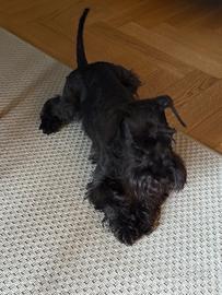 Schnauzer nano nero per accoppiamento