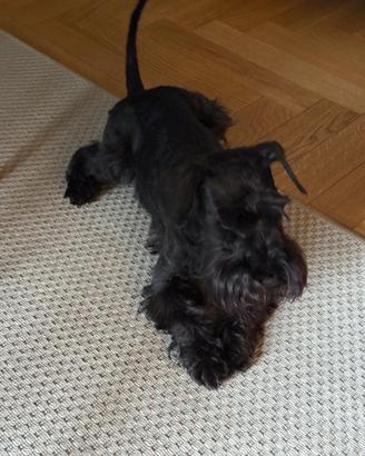 Schnauzer nano nero per accoppiamento