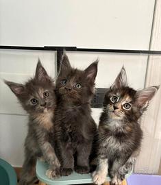 Maine Coon cuccioli