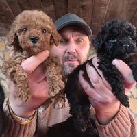 Barboncino mini toy nero femmina anche a rate