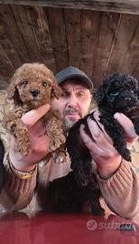 Barboncino mini toy nero femmina anche a rate