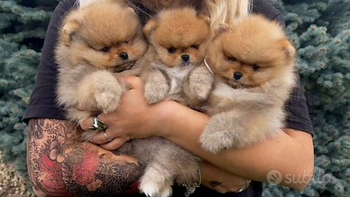 Spitz tedesco nano.pomerania