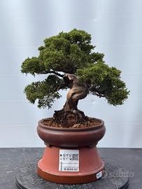 Bonsai Ginepro Itoigawa