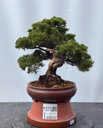 Bonsai Ginepro Itoigawa