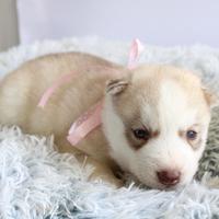 Siberian Husky meravigliosi Pedigree