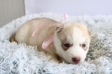 Siberian Husky meravigliosi Pedigree