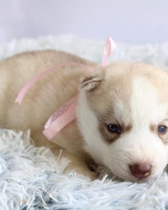 Siberian Husky meravigliosi Pedigree