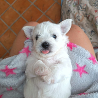 Cuccioli di maltipoo