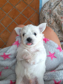 Cuccioli di maltipoo